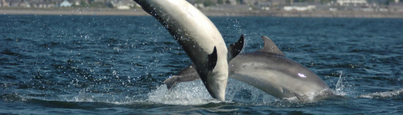 Dolphins at Chanonry Point
